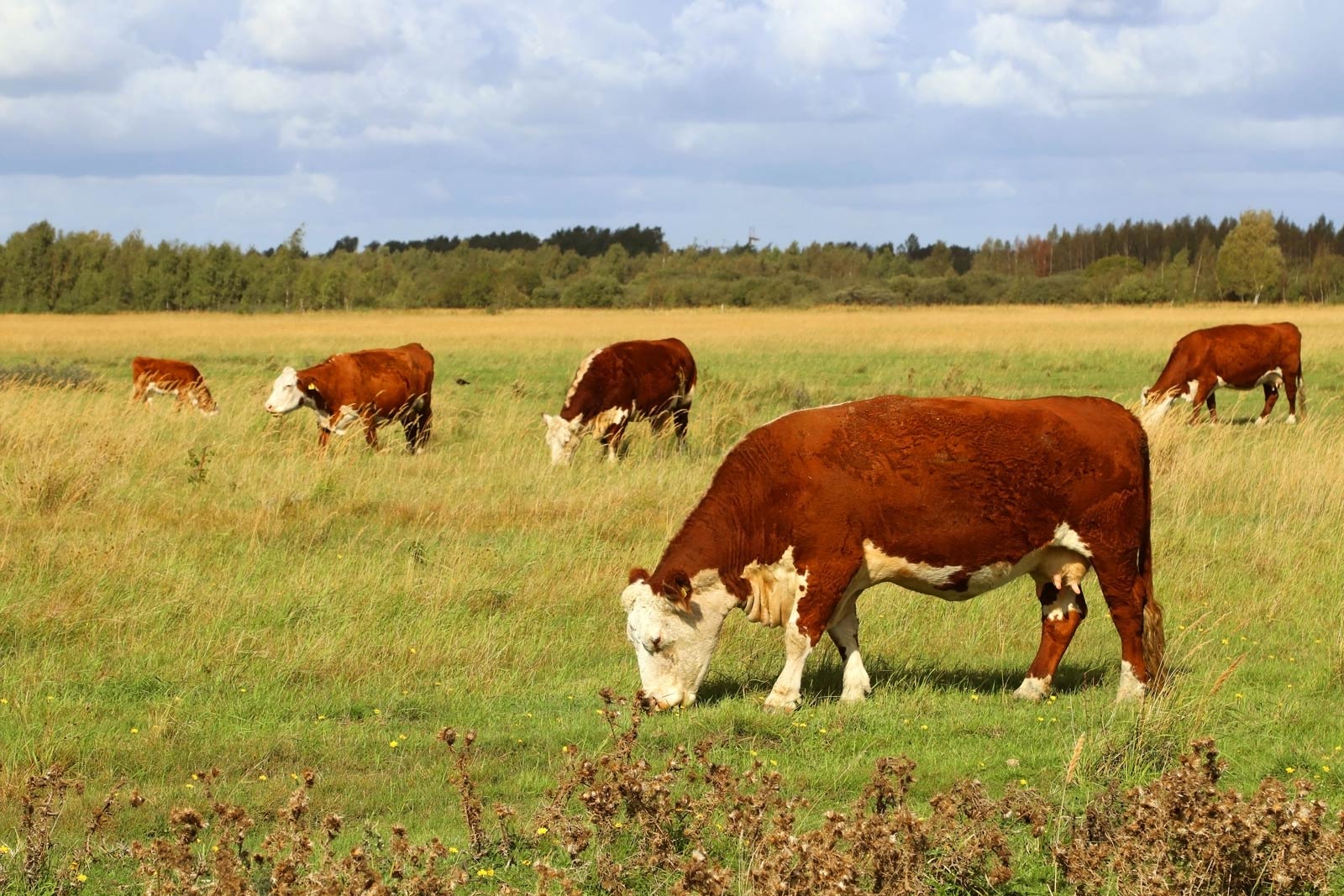 Juuls_Food_Hereford_Vlees_001